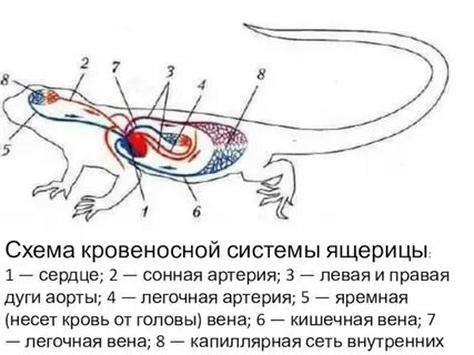 Ящерица сколько кругов кровообращения
