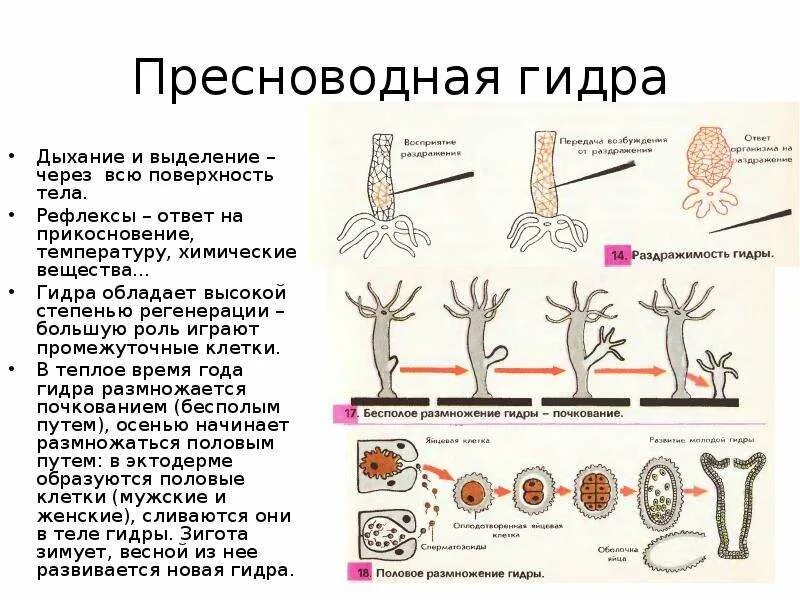 Общая характеристика гидры. Жизненные процессы гидры биология. Пресноводная гидра характеристика. Процессы жизнедеятельности гидры. Диффузное размножение