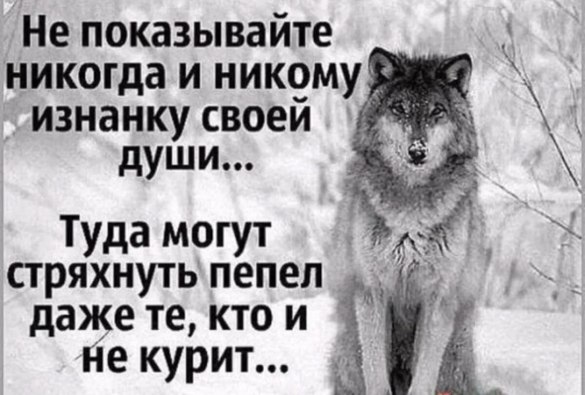 Никто никому не равен никогда. Цитаты волка. Цитаты одиноких Волков. Волки цитаты в картинках. Цитаты про Волков и людей.