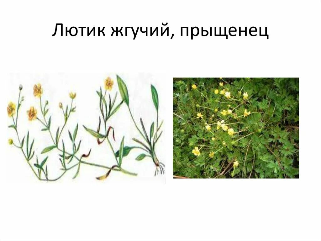 Лютик Прыщинец. Лютик жгучий – Ranunculus flammula. Лютик прыщенец. Мята бессмертник мох лютики.