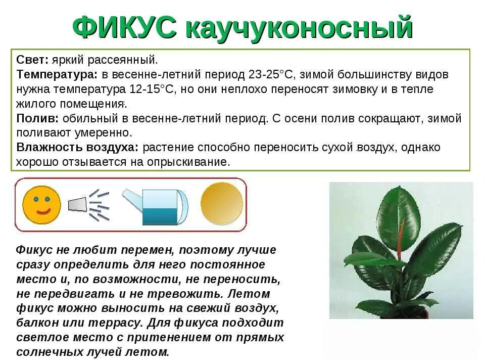 Пересадка фикуса каучуконосного