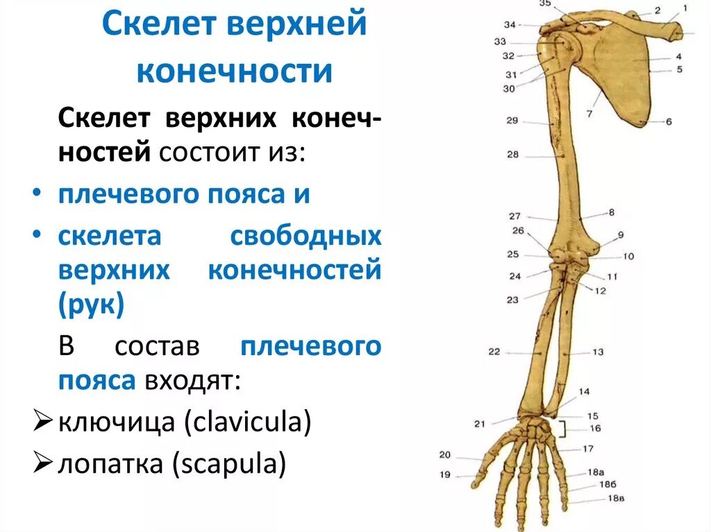 Скелет верхней конечности рисунки. Скелет пояса верхних конечностей состоит. Костный скелет свободной верхней конечности. Строение скелета верхней конечности анатомия. Скелет верхней конечности пояс верхней конечности.