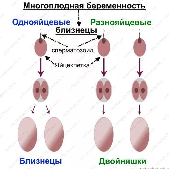 Могут ли быть однояйцевые близнецы разных полов. Близнецы однояйцевые и разнояйцевые схема. однояйцевые и двуяйцовые близнецы. двуяйцевая двойня. формирование однояйцевых близнецов.