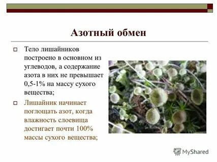 Водоросль поглощает воду и минеральные вещества