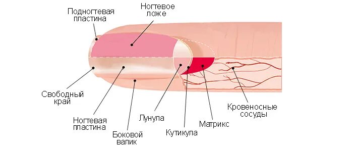 Как называется кожа под ногтем которая отрастает