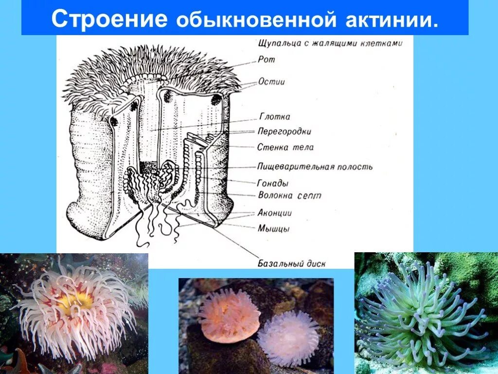 Коралловые полипы актинии строение. Актиния Кишечнополостные строение. Схема строения актинии. Строение обыкновенной актинии.