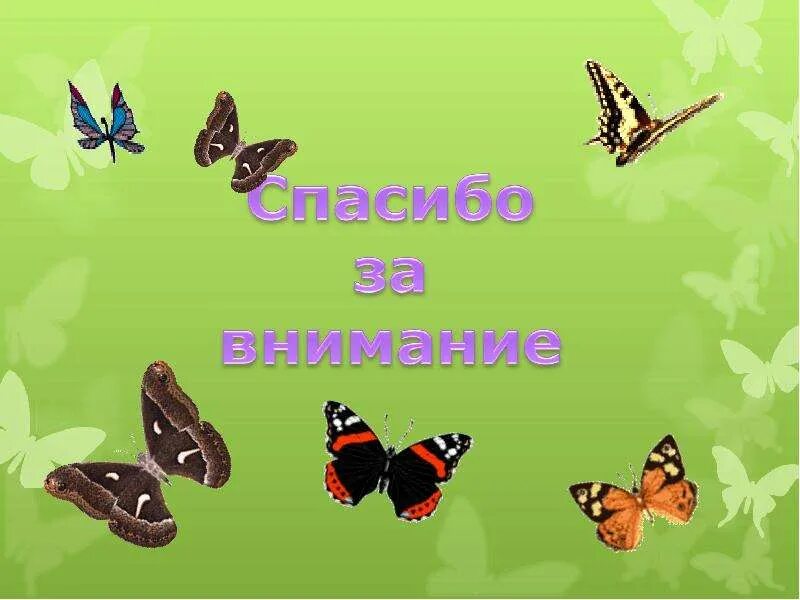 Бабочки - презентация онлайн