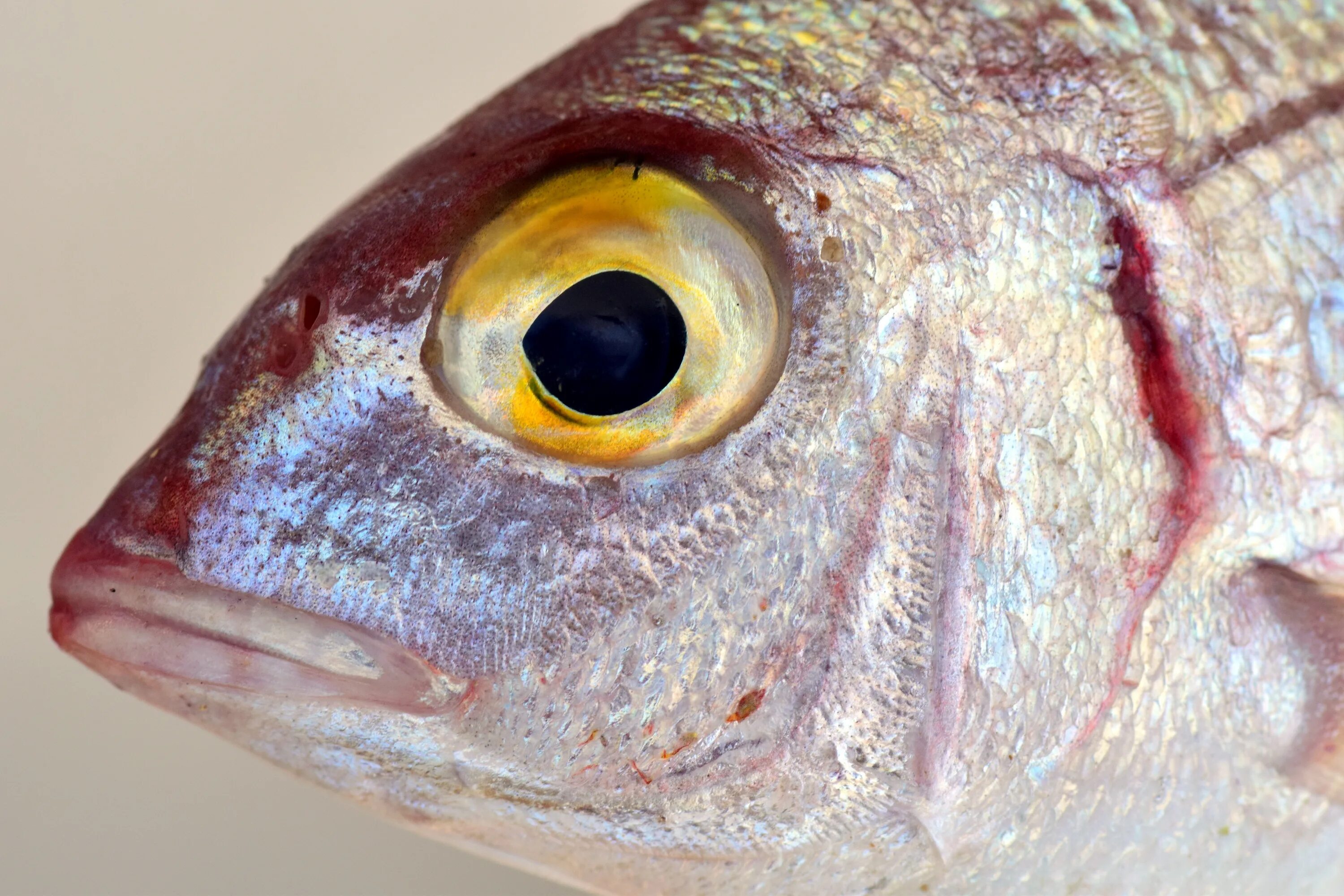 Какие глаза у рыб. Голова рыбы. Глаз рыбы. Глаз селедки. Рыбий глаз.