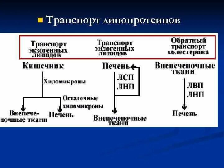 Транспортная функция липидов. Транспорт липопротеинов. Транспортные формы липопротеинов. Транспортные формы липопротеинов крови.