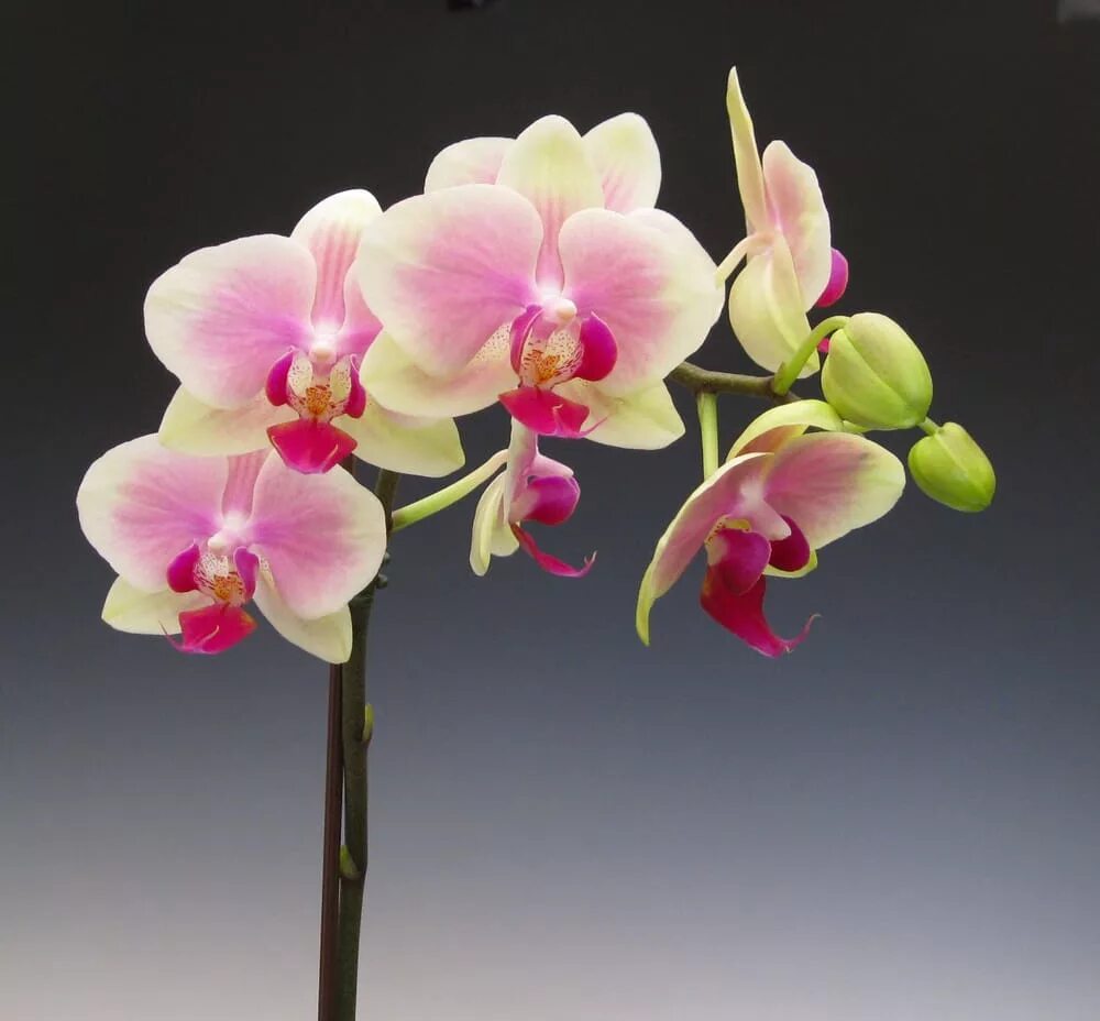фаленопсис радуга rainbow. орхидея фаленопсис фантом. орхидея фаленопсис рейнбоу. орхидея фаленопсис легато. орхидея фаленопсис рейнбоу.