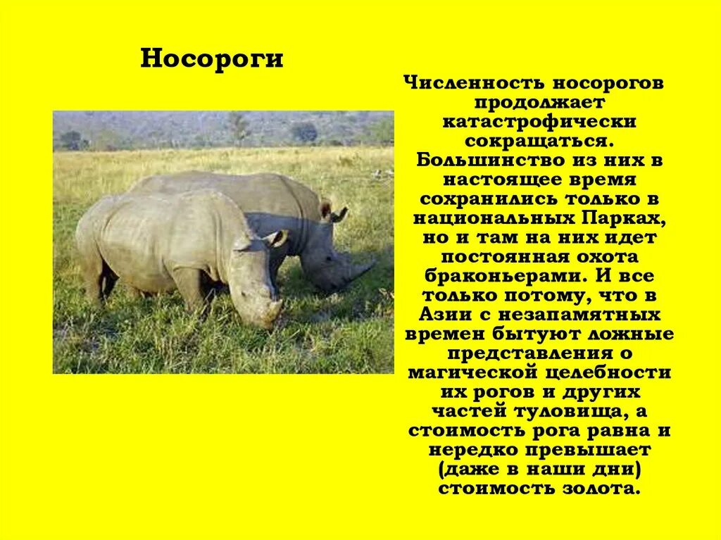 Носорог число. Доклад белый носорог красная книга. белый носорог красная книга сообщение 4. доклад про белого носорога. сообшение об белом насороге.