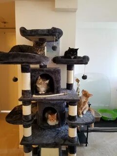 В большом доме есть кошки