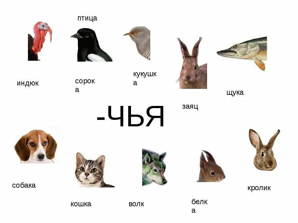 Чья картинка. Образование притяжательных прилагательных для дошкольников. Игра «чей хвост» (образование притяжательных прилагательных):. Притяжательные прилагательные для дошкольников. Притяжательнын прилаг.