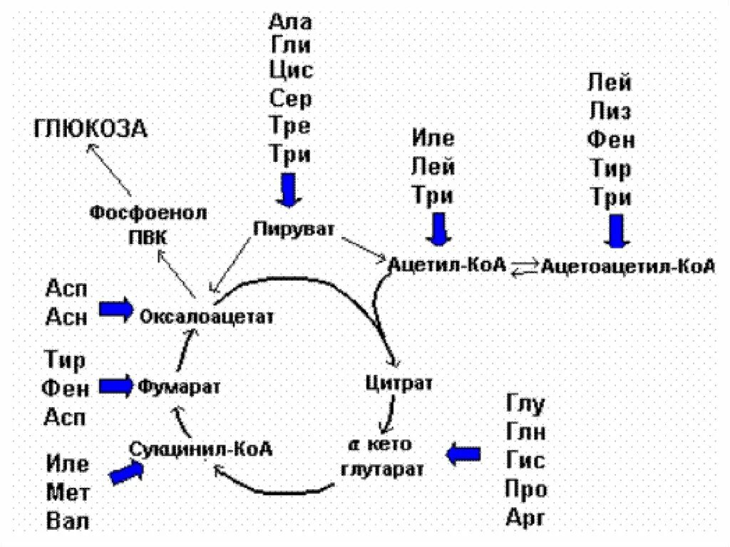 Ала асп. Ацетил КОА из кетогенных аминокислот. Поступление углеродных скелетов аминокислот в цикл Кребса схема. Образование ацетил КОА из аминокислот. Схема вхождения аминокислот в цикл Кребса.