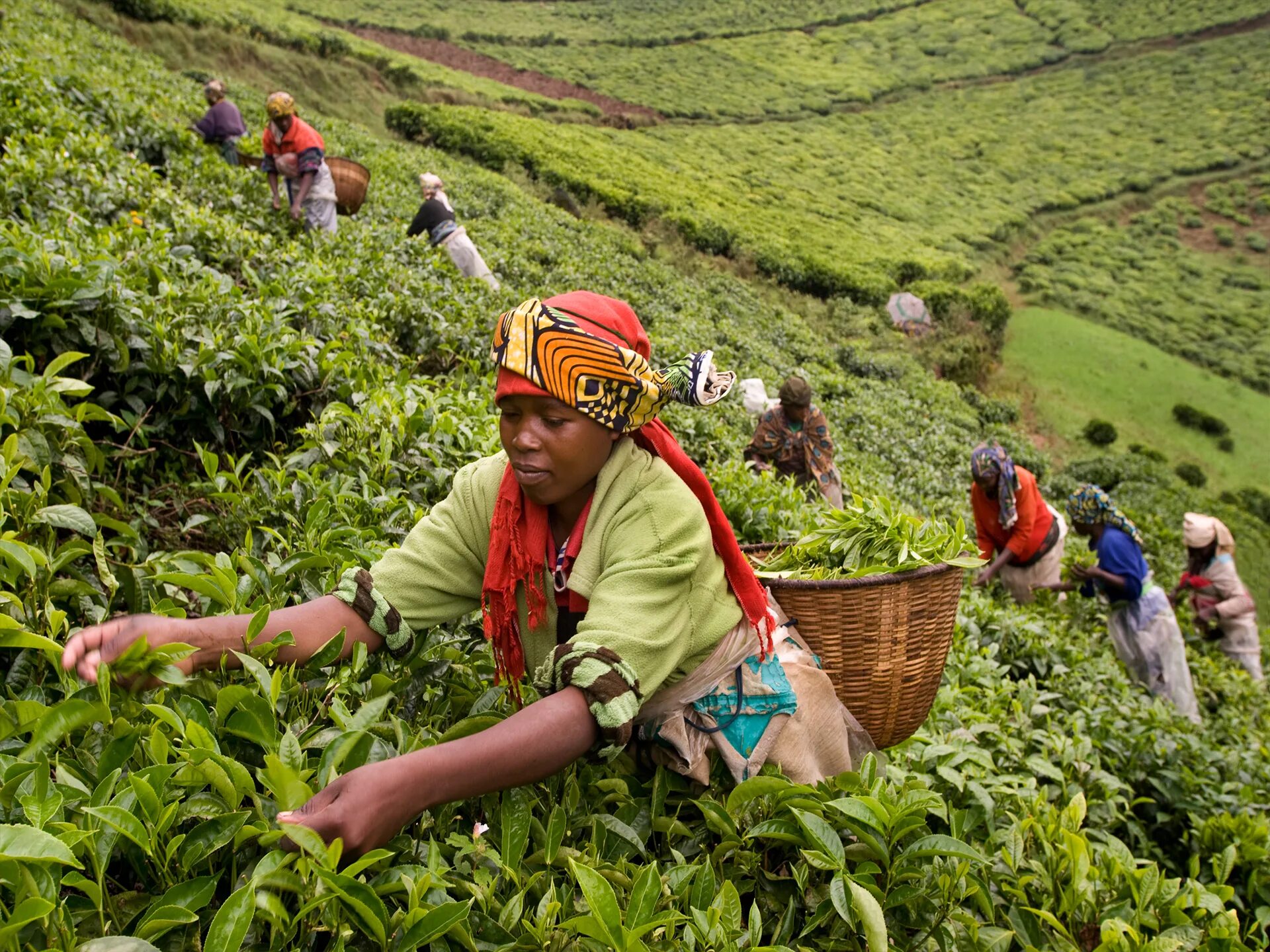 Колумбия страна кофе. Эфиопия Сидамо плантации. Кения чайные плантации. Кения плантации кофе. Кофейные плантации Коста Рики.