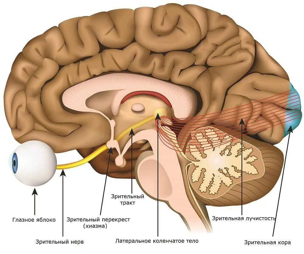 Зрительный нерв в головном мозге. Зрительные нервы в головном мозге. Зрительный нерв и мозг. Головной мозг и глаза. Зрительный нерв (nervus Opticus).
