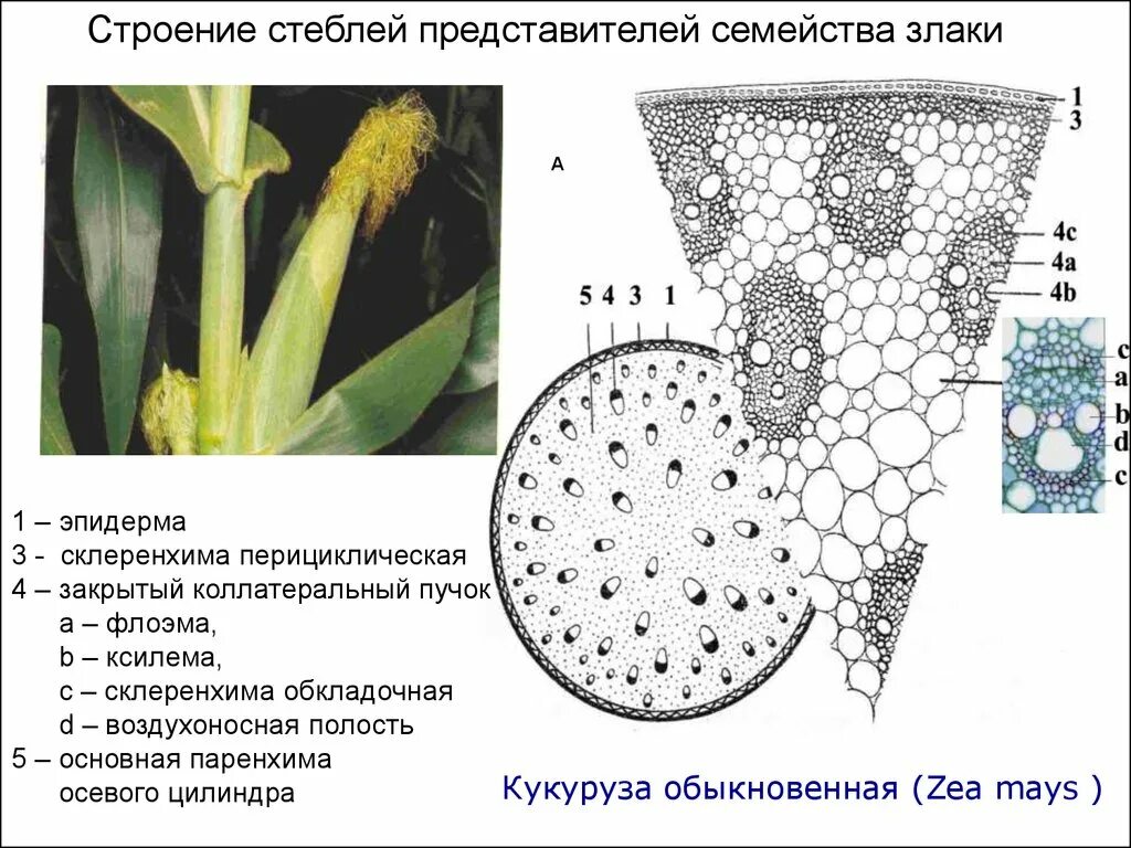 Однодольные растения ткани. Строение стебля однодольного растения кукурузы. Строение стебля кукурузы на поперечном срезе. Строение стебля однодольных. Поперечный срез стебля Соломины.