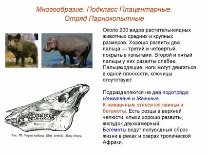 Основные признаки человека как представителя млекопитающих
