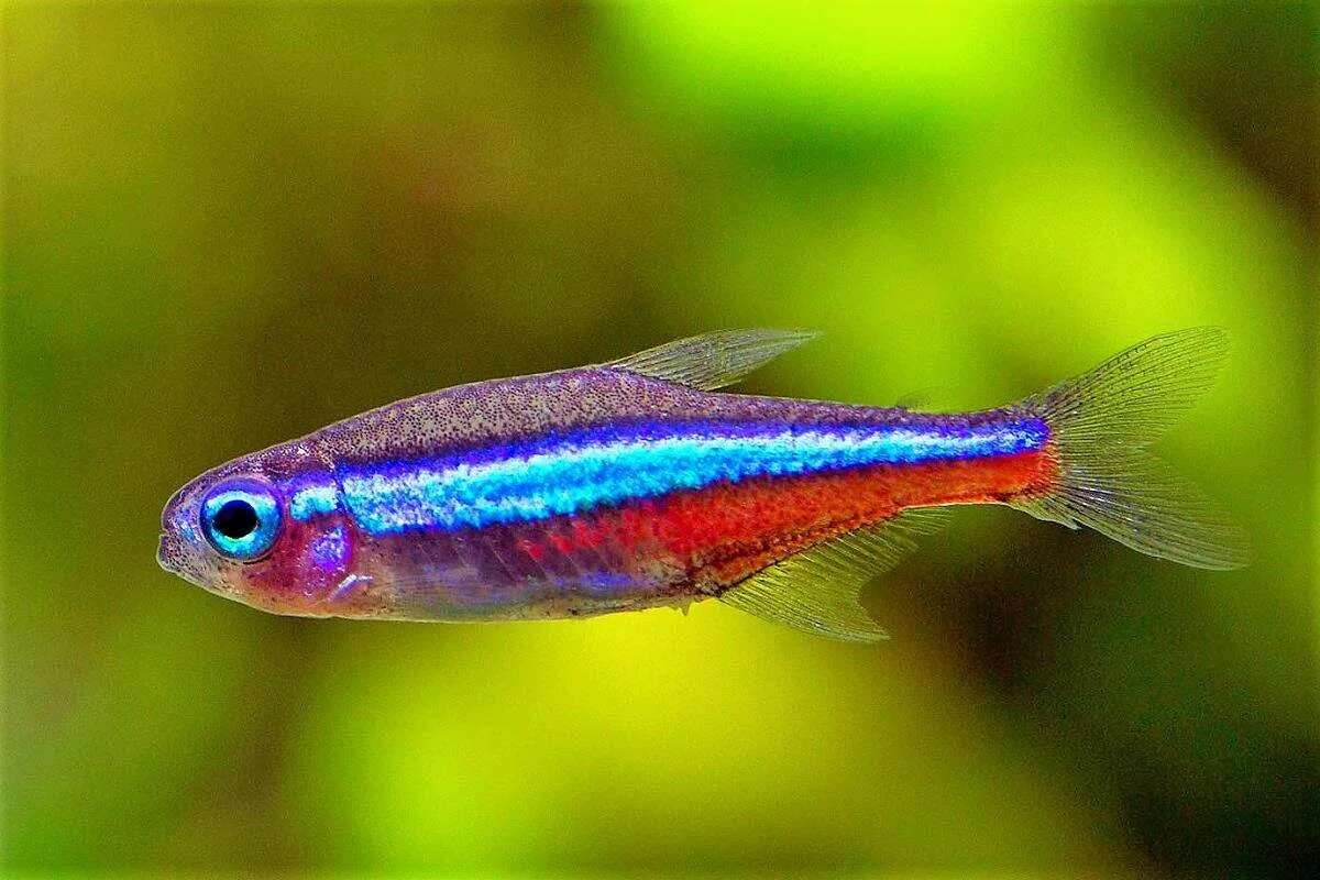 Эритрозонус аквариумная рыбка. Неон симуланс. Неон черный рыбка аквариумная. Красный неон рыбка.