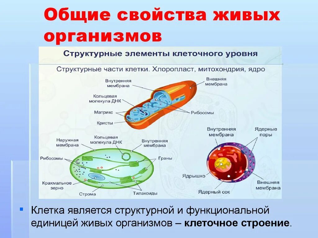 Общими свойствами живых организмов являются