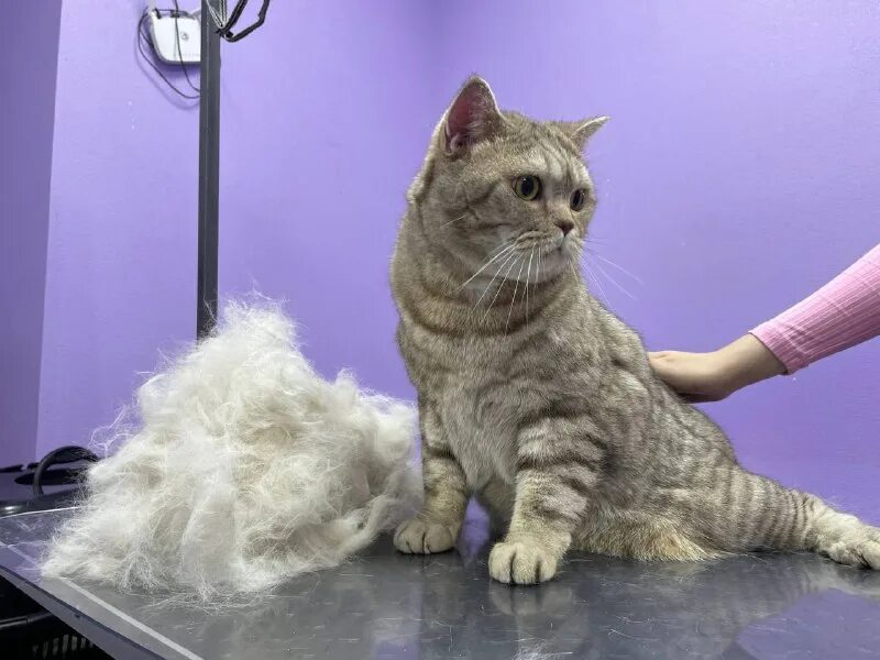 Пушистый рай дата выхода серий. Пушистый рай дата выхода серий. Пушистый рай. Пушистый рай дата выхода серий. Кролик ангорский (дамский).