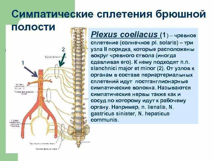 Грудной отдел симпатического ствола. Симпатический ствол анатомия. Симпатический ствол топография. Симпатический ствол иннервация.