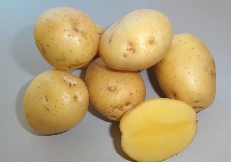 Ранние сорта картофеля в беларуси. Сорт картофеля Казачок. Картофель сорт Гусар.