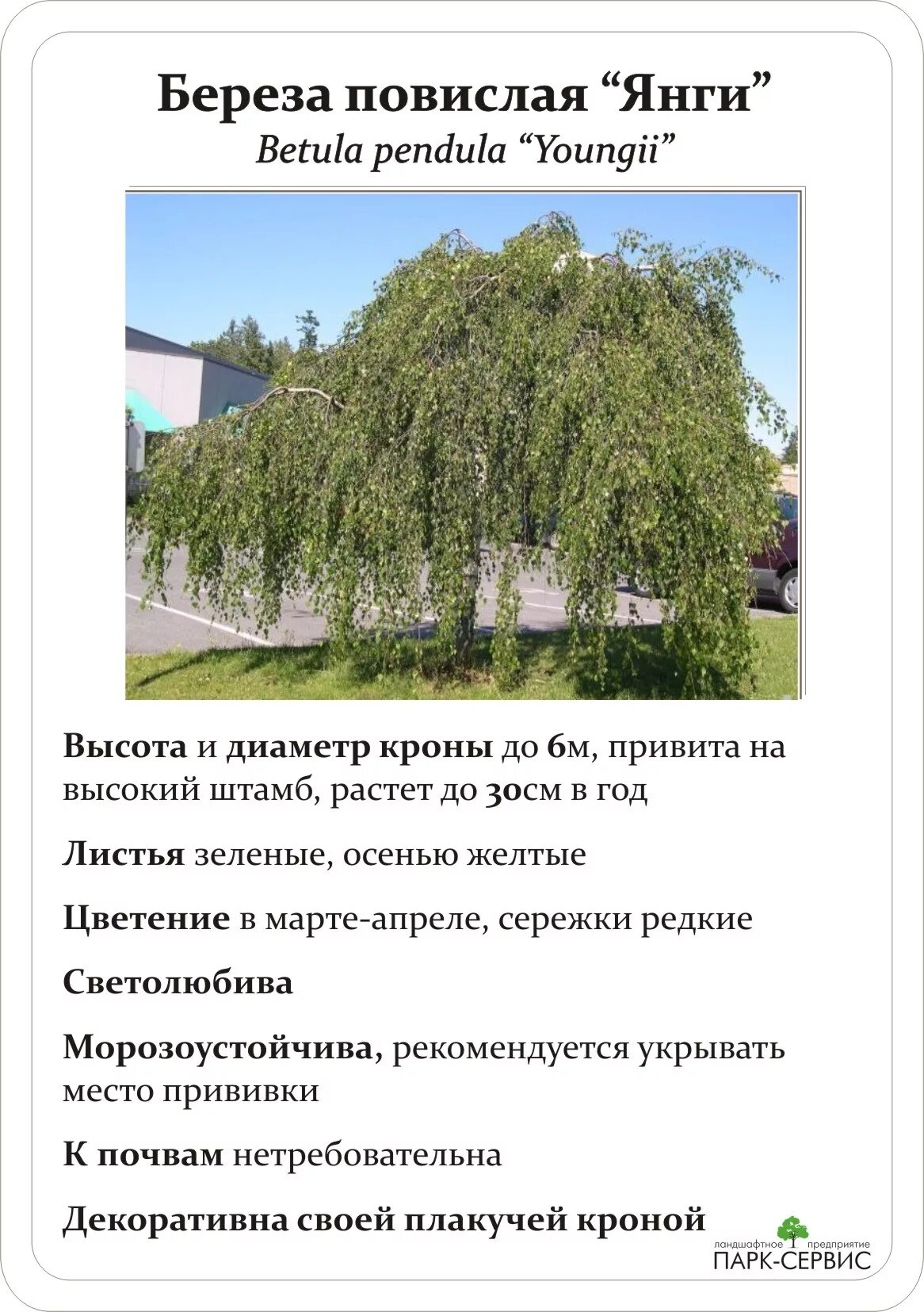 Береза повислая_кустовая 300-350. Береза повислая фенофаза. Береза повислая высота. Береза повислая характеристика растения. Ива белая диаметр кроны.