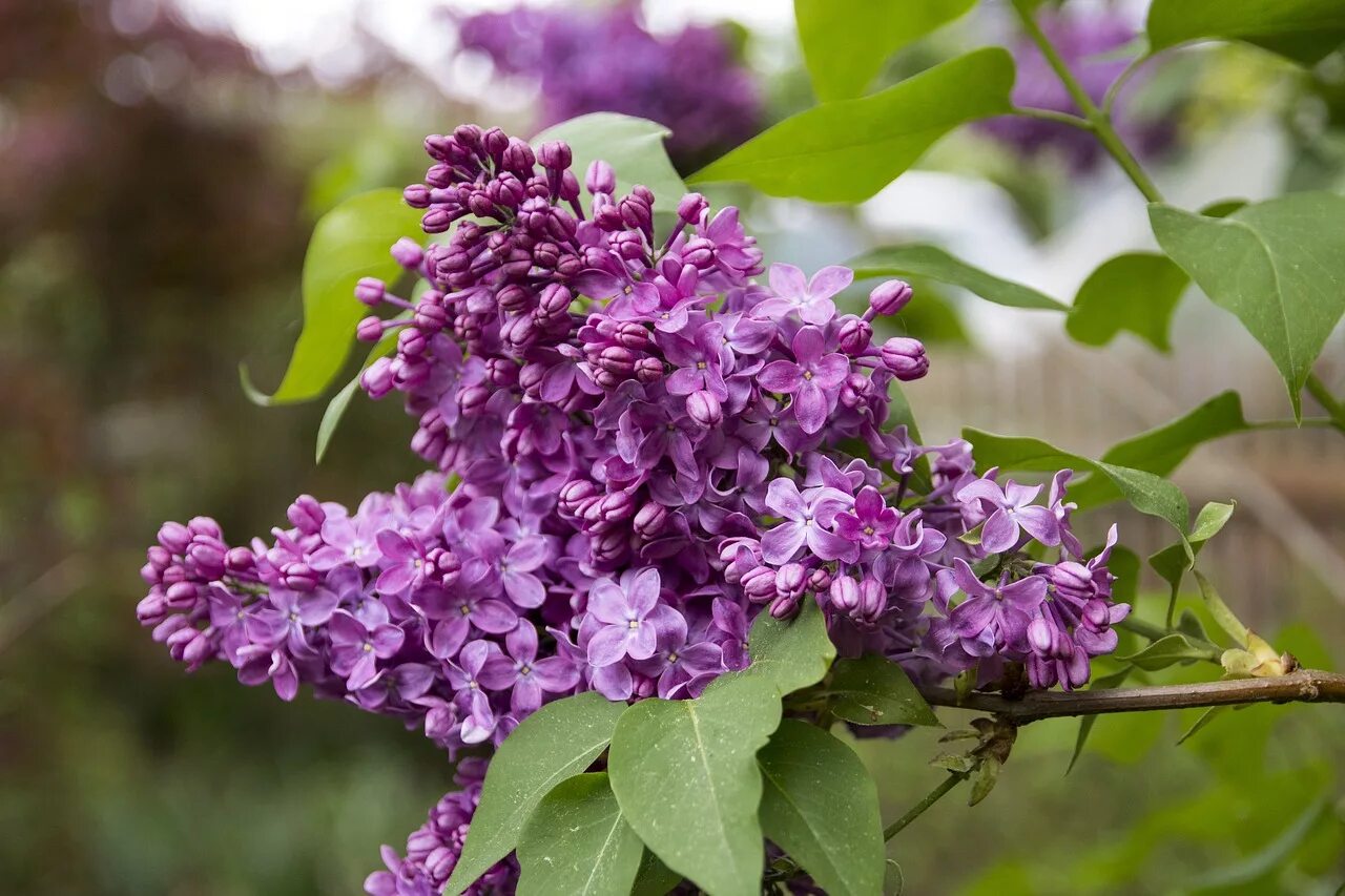 Система сирень. Сирень обыкновенная (Syringa vulgaris). Сирень мадам Флорен Степман.