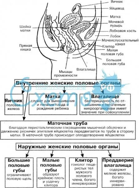 Половые органы строение функции. Внутренние половые органы строение и функции таблица. Половая система анатомия таблица. Женская половая система анатомия внутренние органы. Таблица функции органов половой системы.