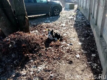 Вывоз собак