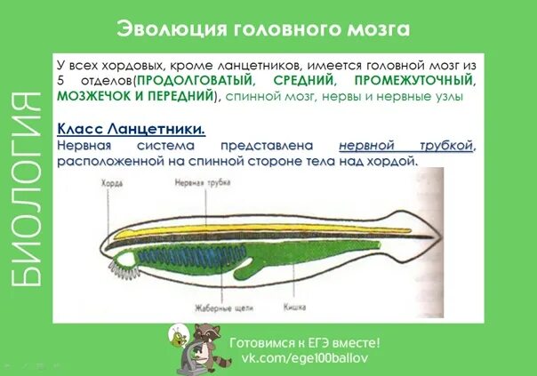 Какой вид имеет нервная система хордовых. Системы хордовых таблица. Нервная система хордовых таблица. Эволюция систем органов хордовых животных. Нервная система хордовых.