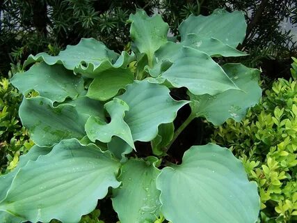 Hosta grand slam