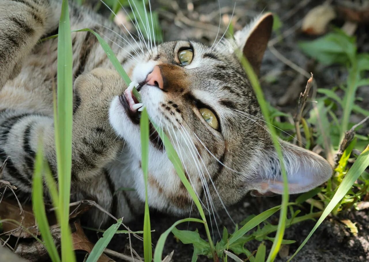 Кошка ест траву. Трава которую едят коты. Трава которую едят коты на улице. Животные едят траву.