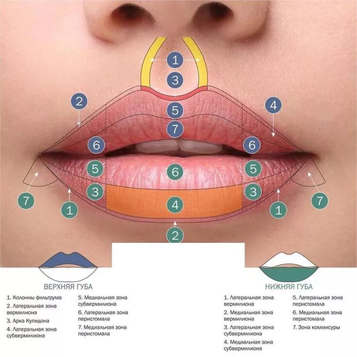 Строение губ. Верхняя губа строение анатомия. Строение верхней губы человека. Верхний край губы