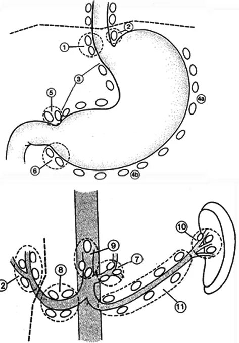 лимфоузлы жкт
