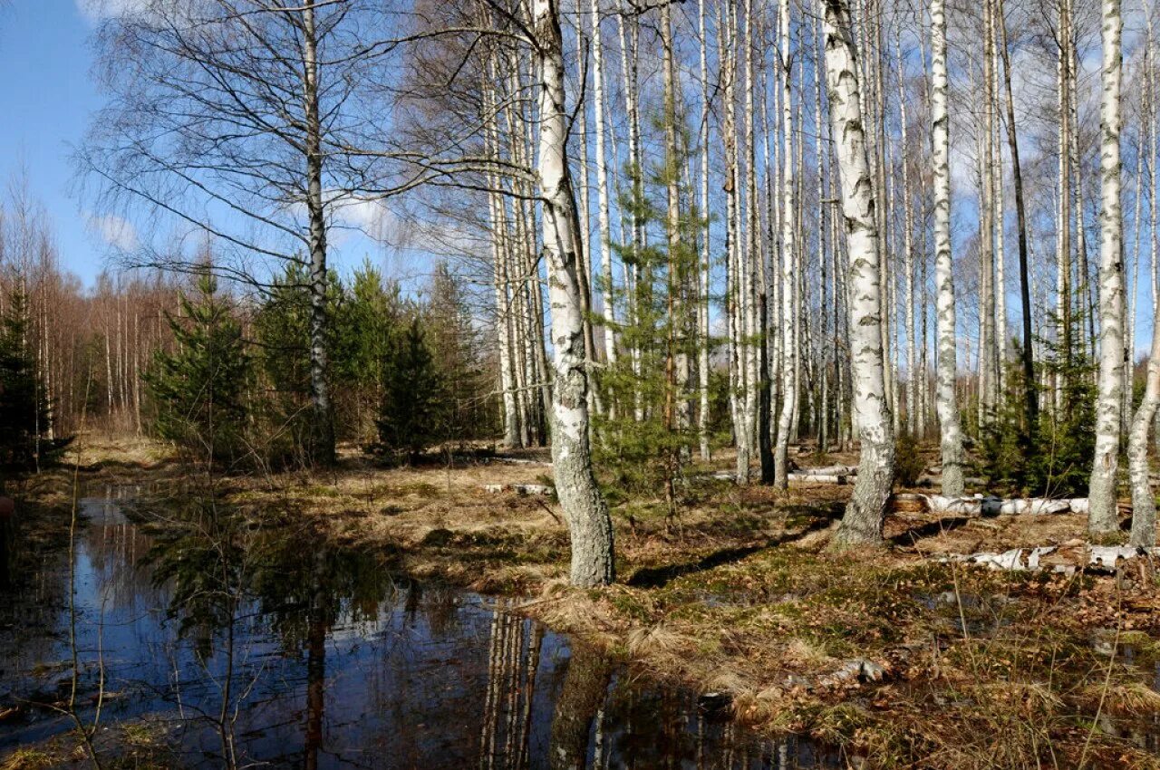 Звуки весеннего леса для детей. Весенний лес.