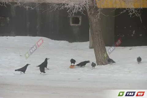 Грачи прилетели проталины принесли трясогузки