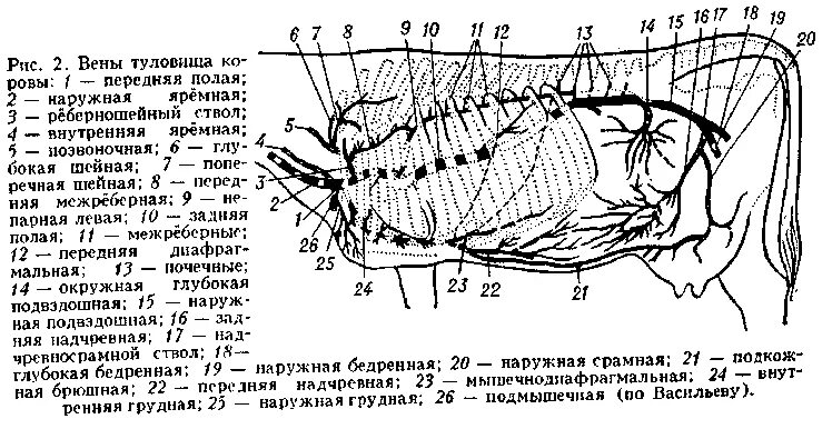 толковый словарь вена. лексическое значение слова семья. значение слова словарь. толковый словарь с лексическим значением. наружная грудная вена крс.