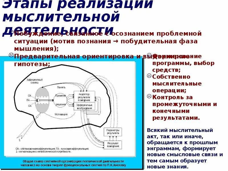 Становление высших психических функций в процессе деятельности. Психические функции это физиология. Высшие психические функции человека. Локализация высших психических функций схема. Источник высших психических функций