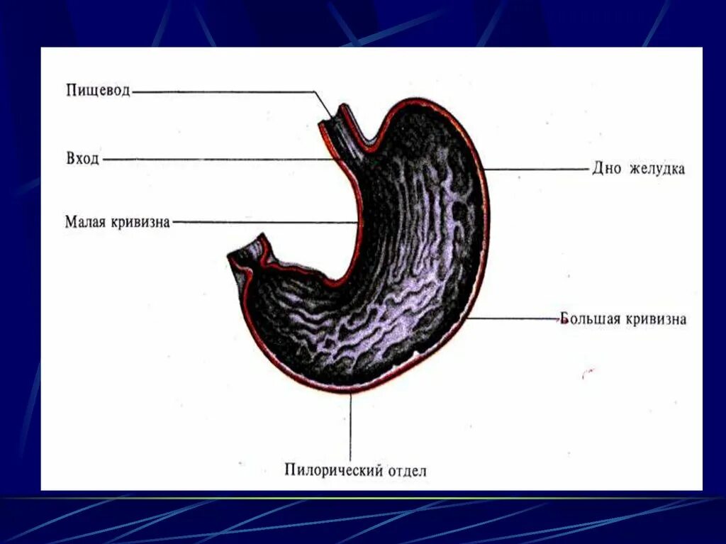 Вход в пищевод. Малая кривизна желудка. Большая и малая кривизна желудка. Пилорический отдел желудка. Большая кривизна желудка.