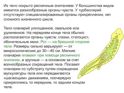 Строение тела ресничных червей