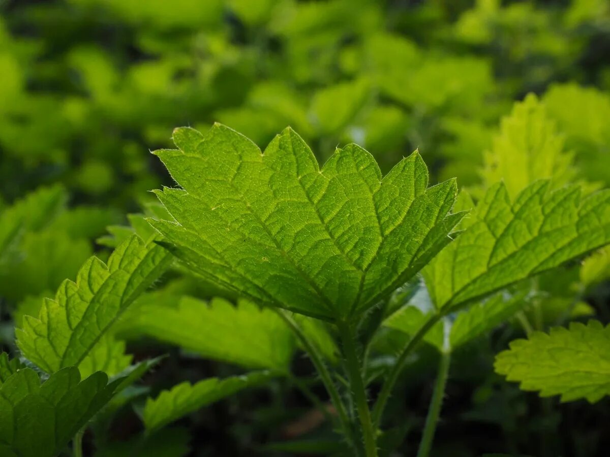 Urtica urens. Крапива Тунберга. Тысячелистник крапива двудомная. Пыльца крапивы. Среда обитания крапивы