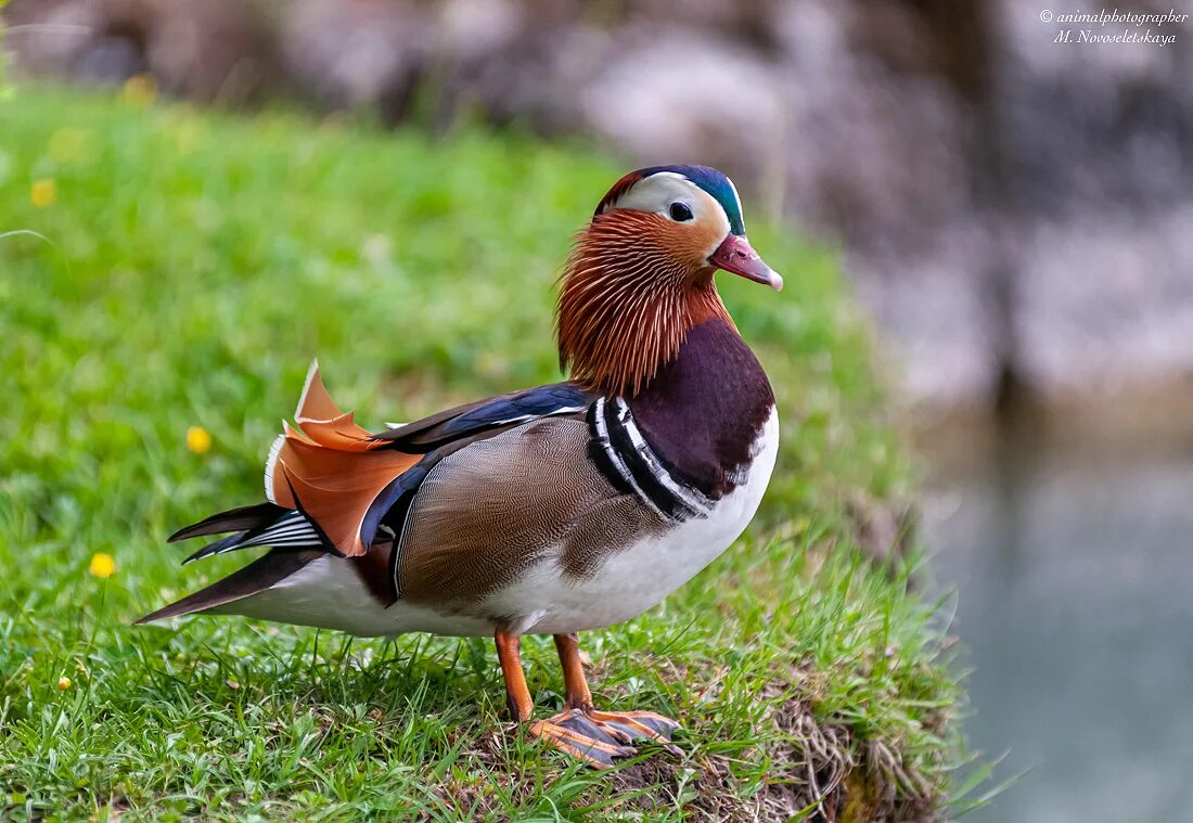 утка с зеленым яйцом. утка 6 букв. утка нырок. нидерландская утка. утка с синим клювом как называется.