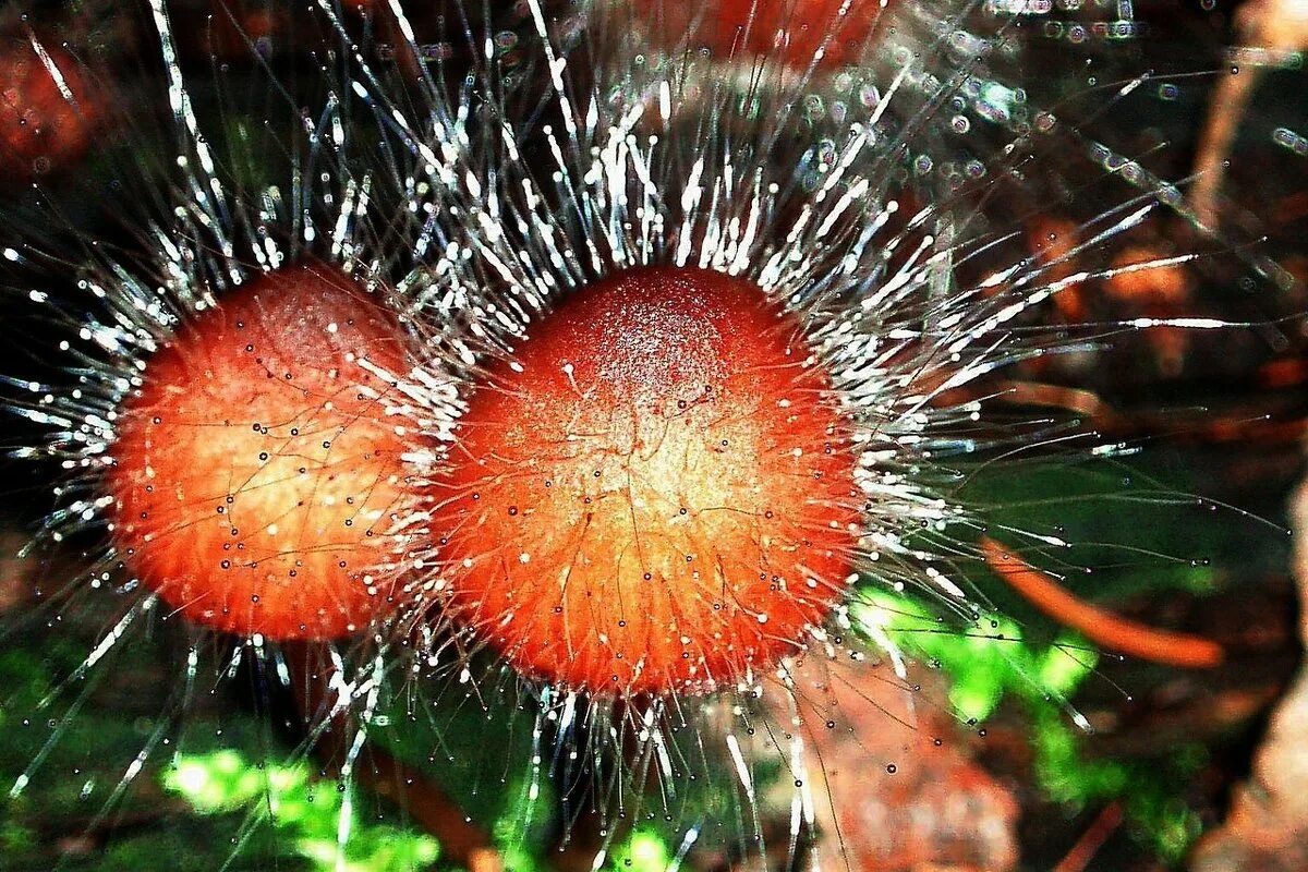 Класс зигомицеты строение. Зигомицеты (zygomycota). Зигомицеты. Отдел зигомицеты представители. Зигомицеты мицелий.