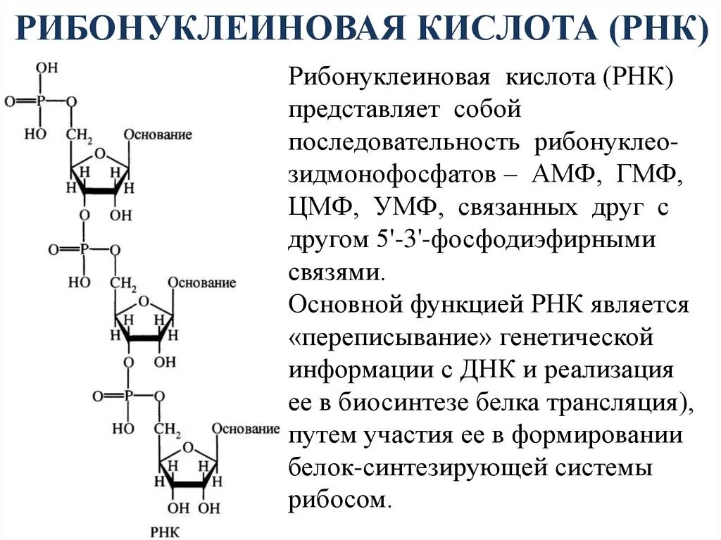 Буквы нуклеотидов. Структура рибонуклеиновых кислот (РНК).. Динуклеотид РНК строение. Строение нуклеотида рибонуклеиновой кислоты. Функции рибонуклеиновой кислоты РНК.