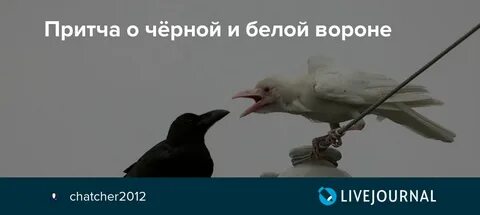 Куда уезжает белая ворона