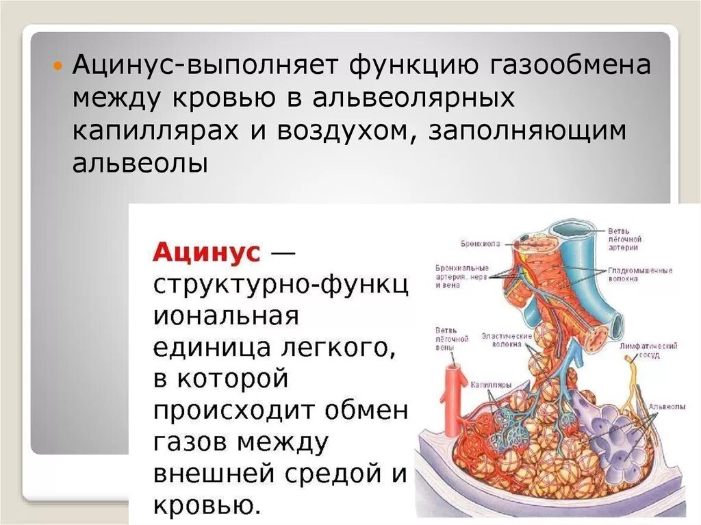 Воздух поступает в альвеолы. Ацинус строение и функции анатомия. Структурная единица легкого ацинус. . Строение ацинуса, его функции. Легочные ацинусы строение.