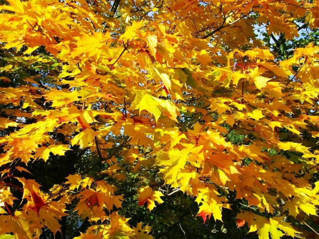 Шелест листвы. Осень листопад. Шелест листьев. Шелест листвы. Шелест листвы.