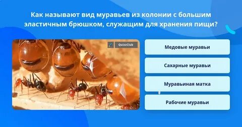 Все лето хлопочут муравьи вид предложения